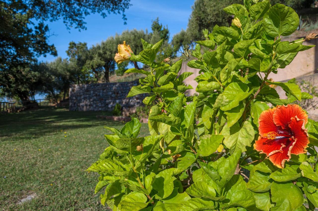 Drius Edode - B&B Affittacamere Torraca Exterior photo